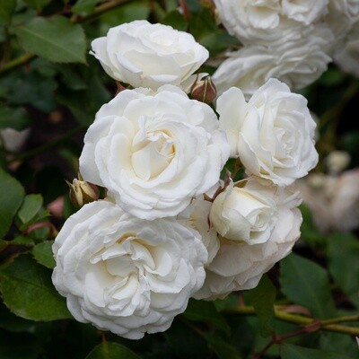 Rose Snow Bunny