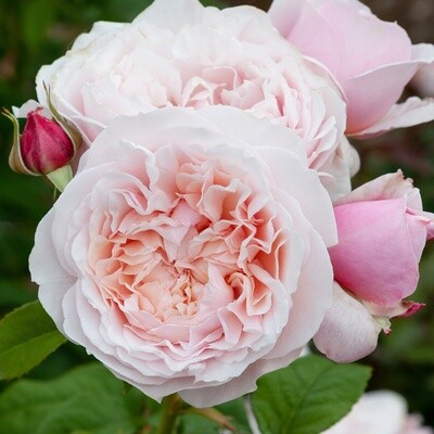 Rose Samantha Jean