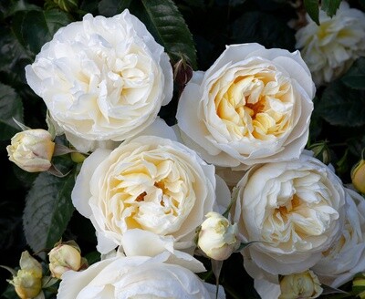 Rose Wish Come True