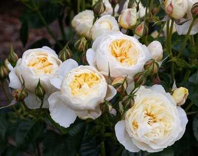 Rose Wish Come True