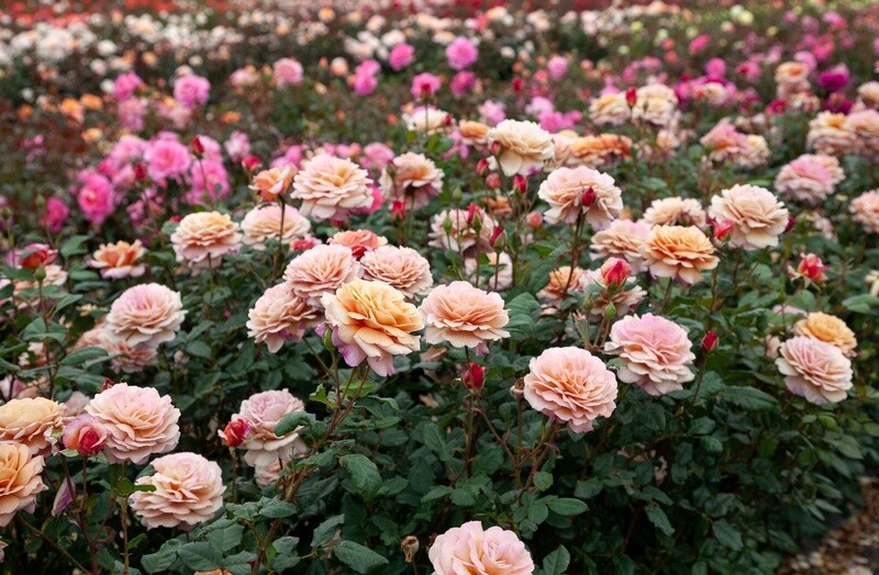 Rose Cappuccino