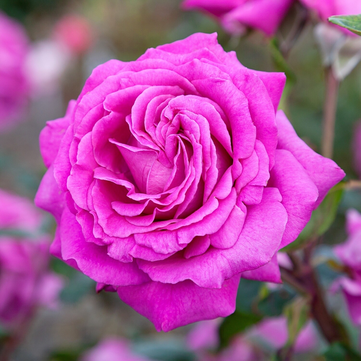 Rose Chartreuse de Parme