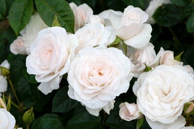 Rose St Hilda&#39;s Rose