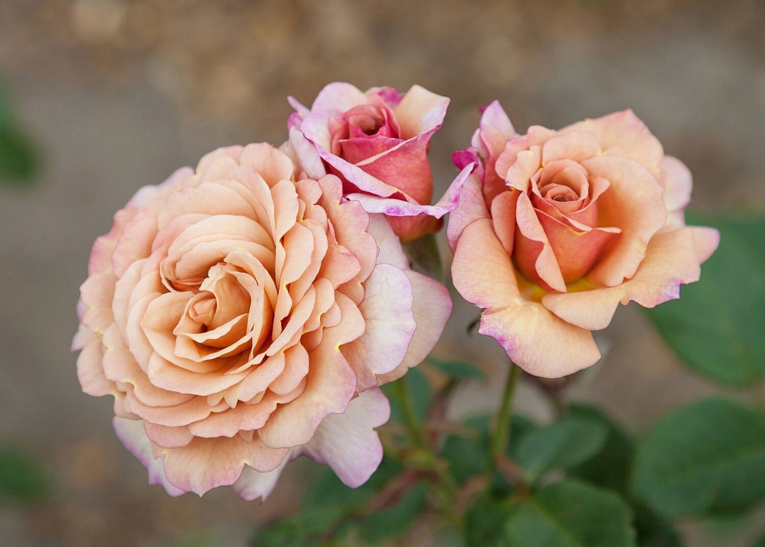 Rose Cappuccino