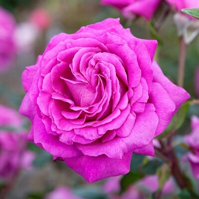 Rose Chartreuse de Parme