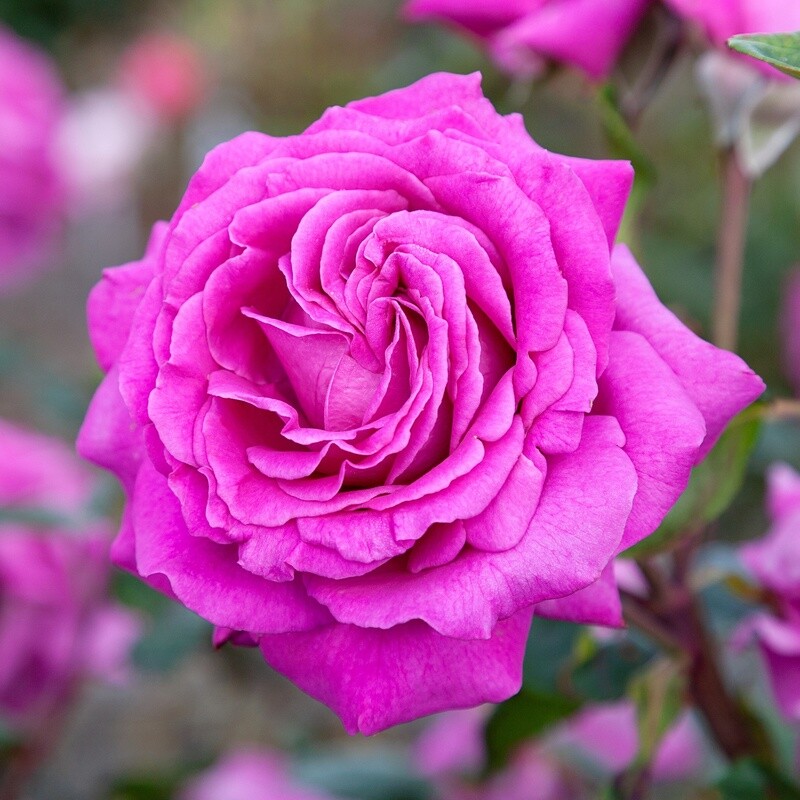 Rose Chartreuse de Parme