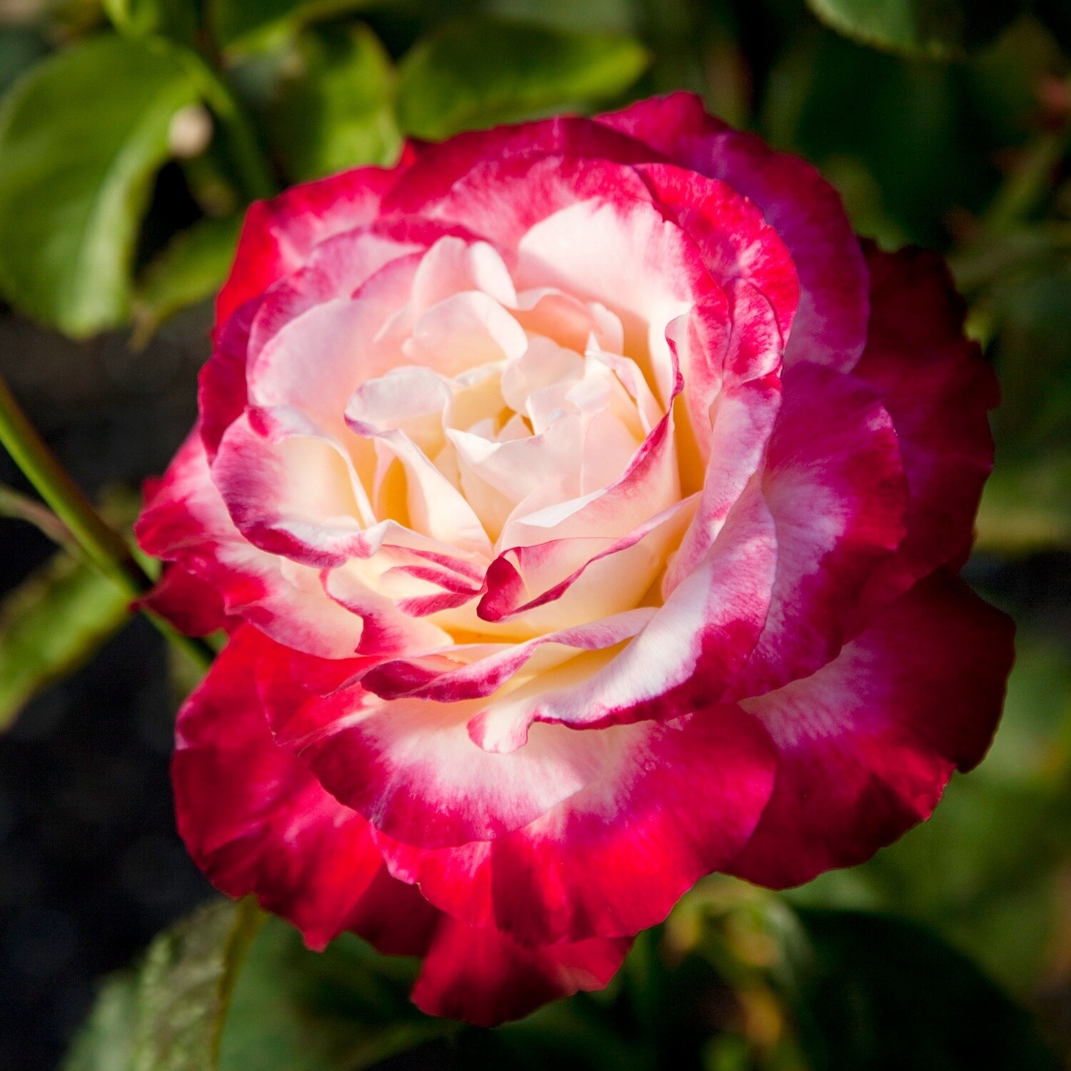 Rose Double Delight, Form: Bush
