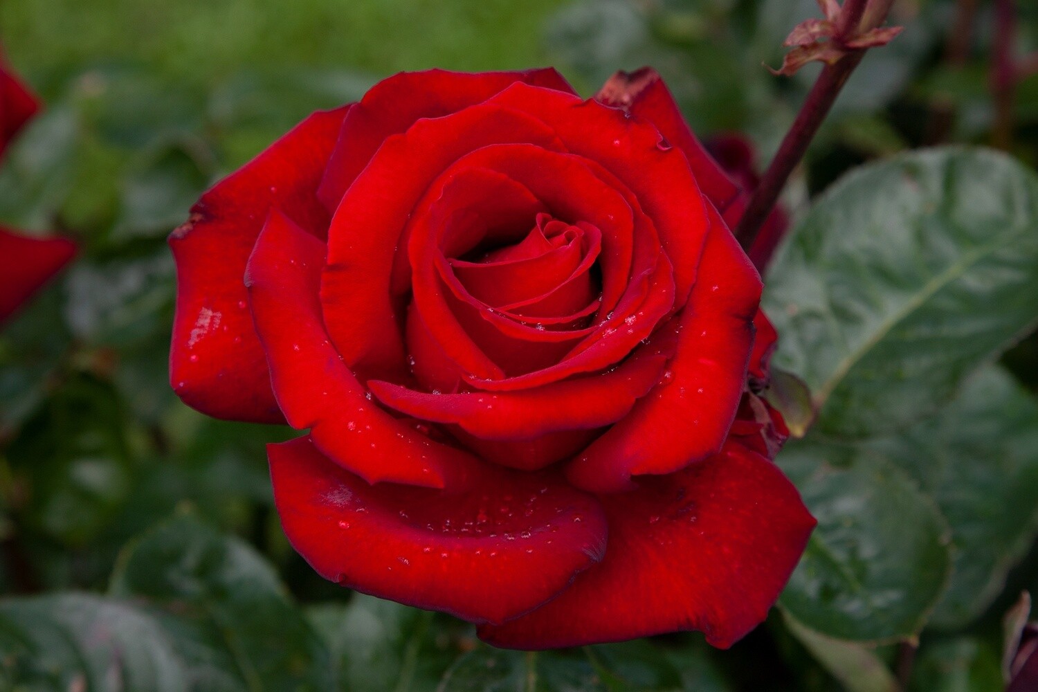 Rose Ingrid Bergman