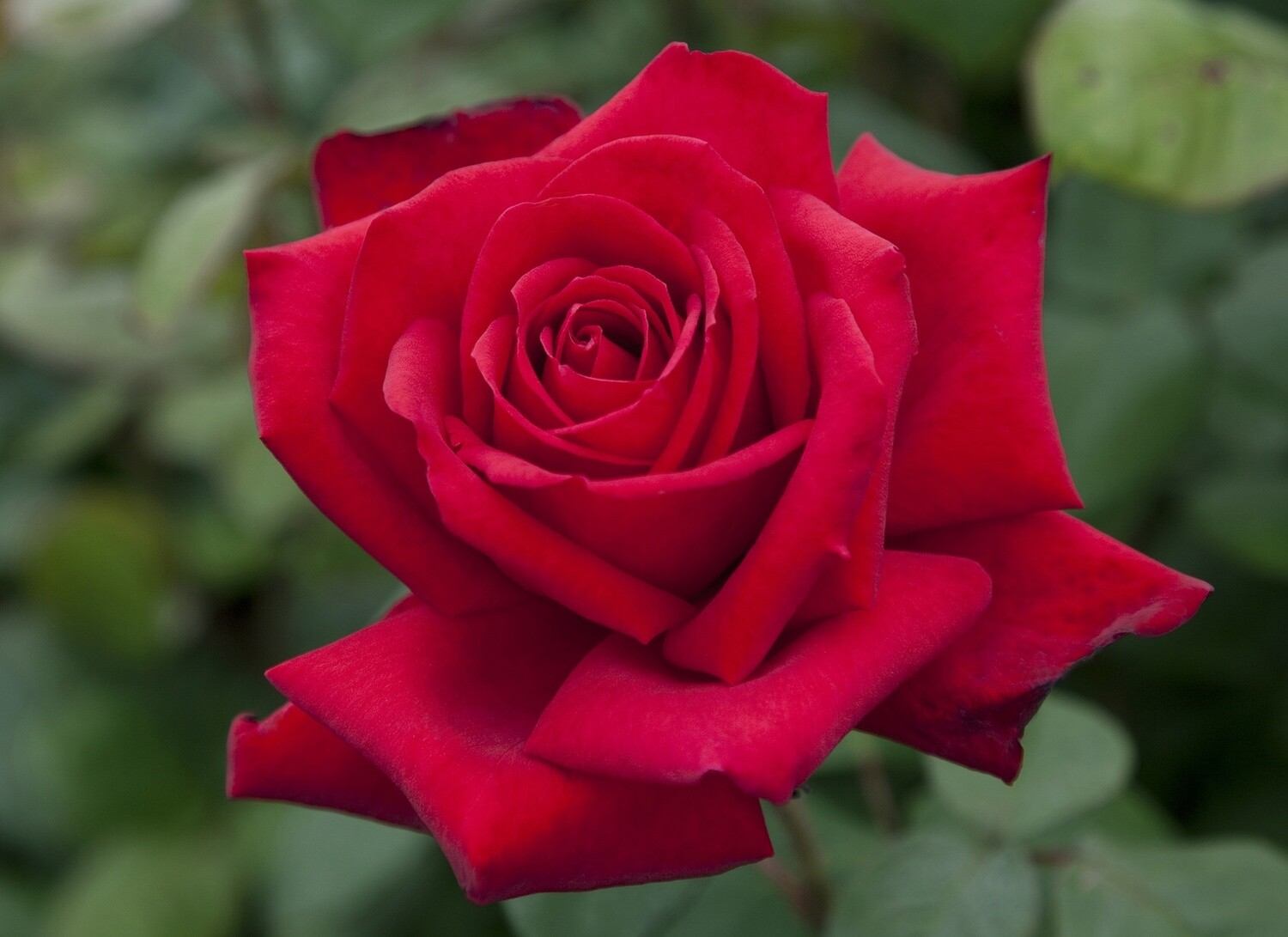 Rose Loving Memory