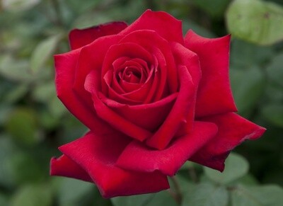 Rose Loving Memory