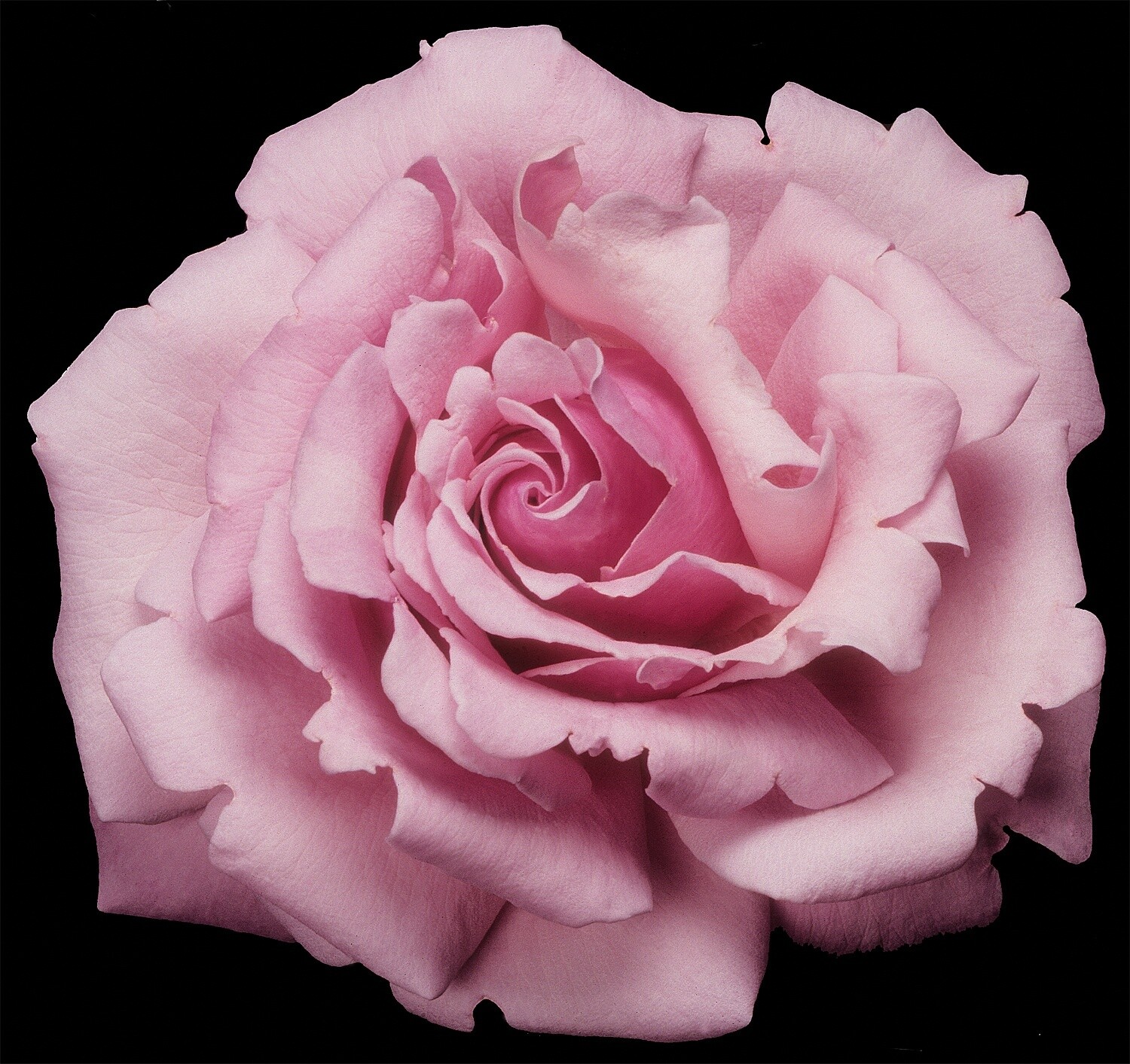 Rose Memorial Day