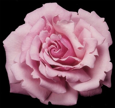 Rose Memorial Day