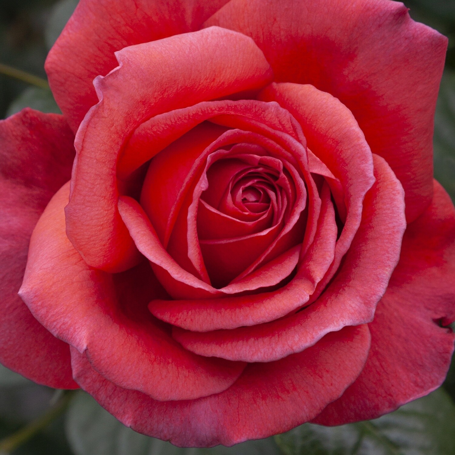 Rose Legacy