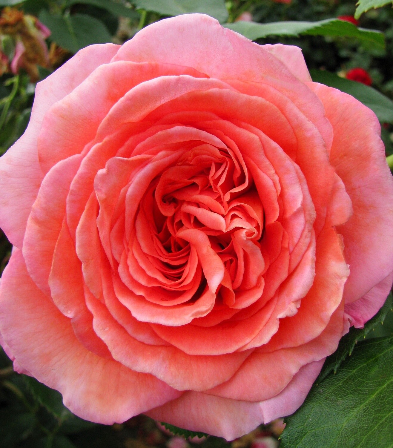 Rose Mamma Mia