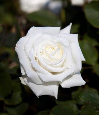 Rose Pope John Paul II