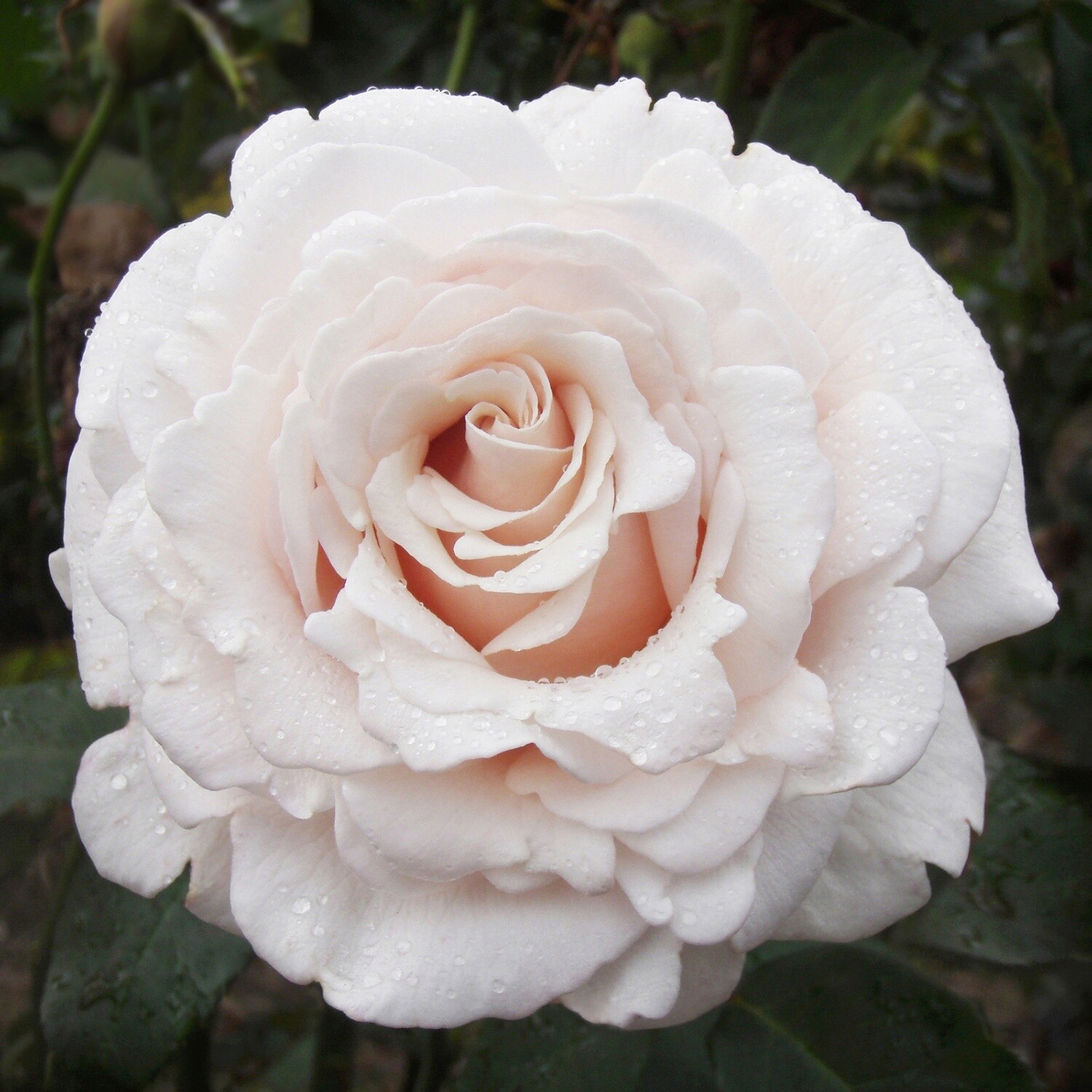 Rose Silver Fern