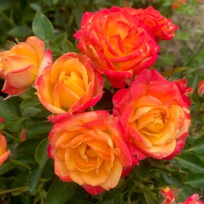 Rose Little Sunset