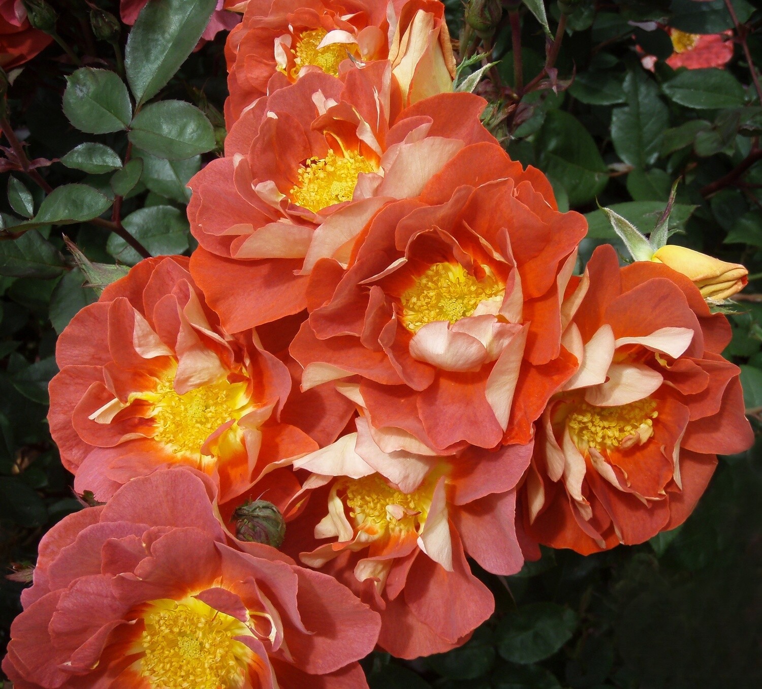 Rose Copper Butterflies