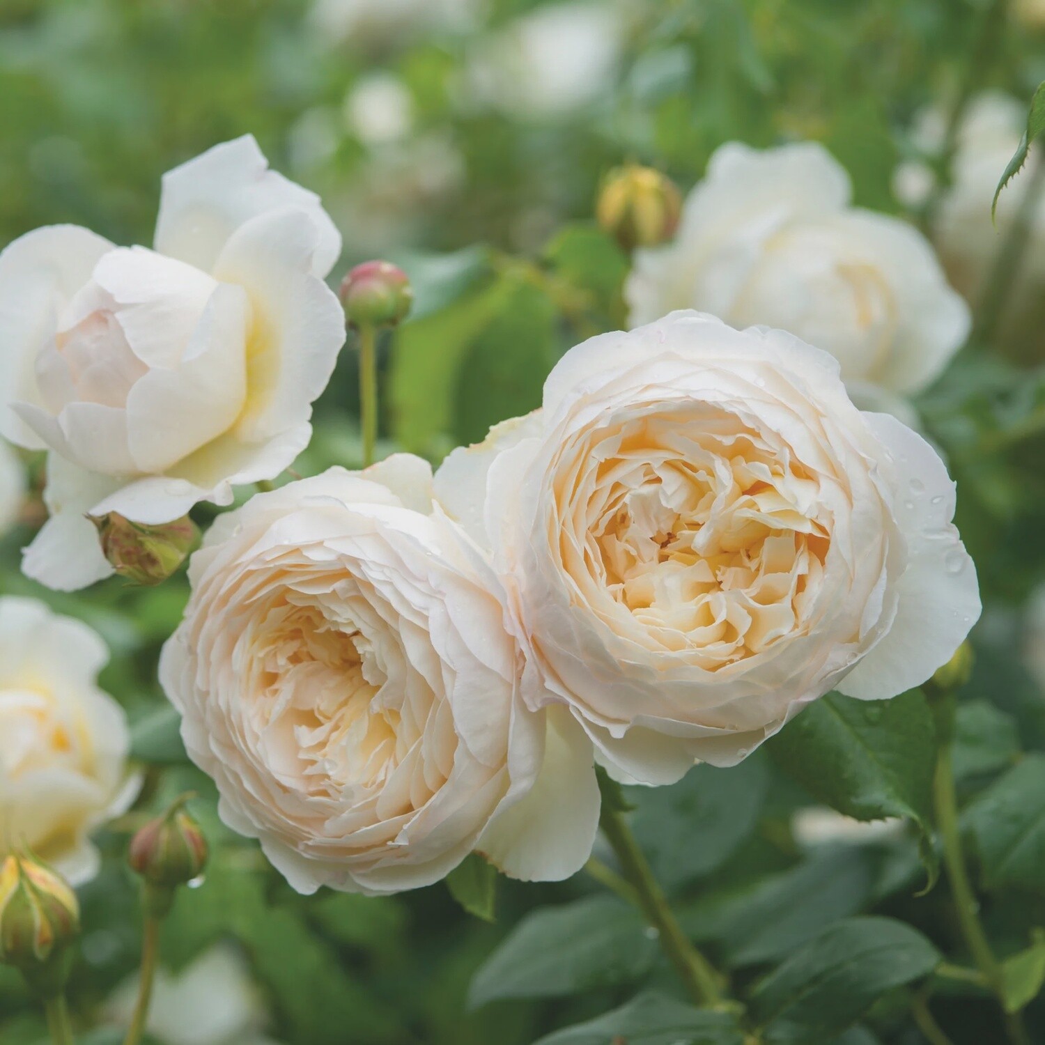Rose Claire Austin