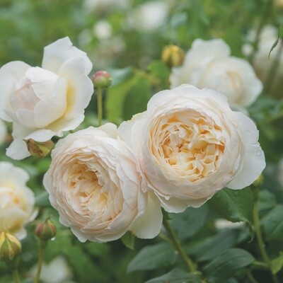 Rose Claire Austin
