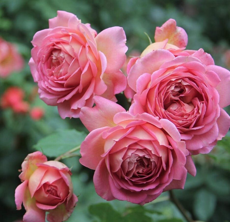 Rose Jubilee Celebration