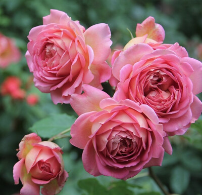 Rose Jubilee Celebration