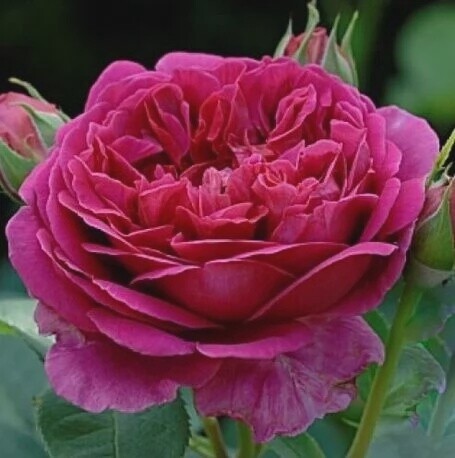 Rose Lady of Megginch