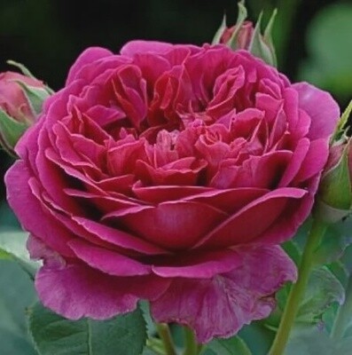 Rose Lady of Megginch