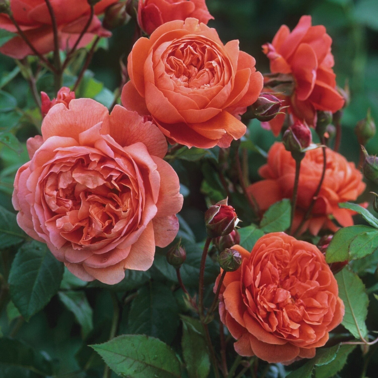 Rose Summer Song