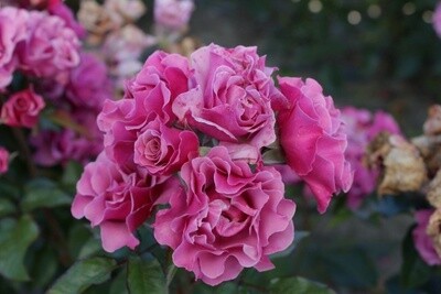 Rose Cinderella
