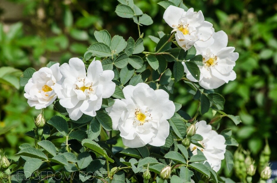 Rose Rosa Alba Semi Plena, Form: Bush