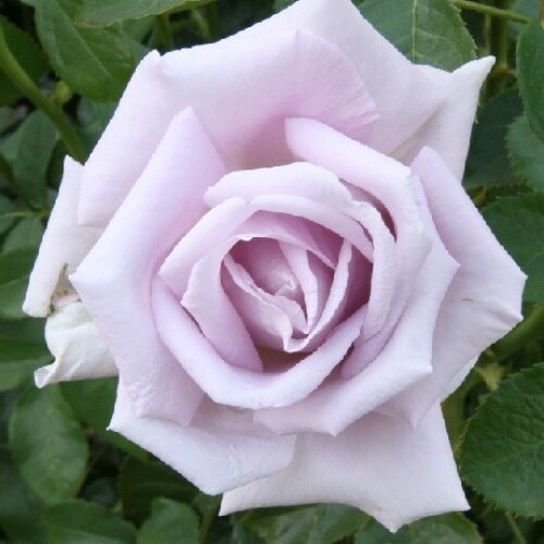 Rose Starlight