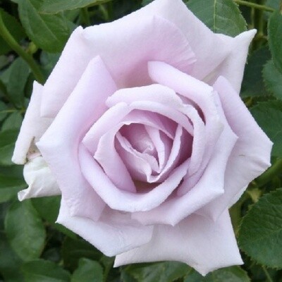 Rose Starlight
