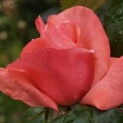 Rose Silver Jubilee