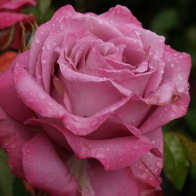 Rose Royal Amethyst