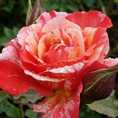 Rose Michaelangelo