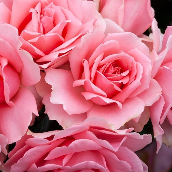 Rose Love Always