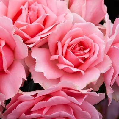Rose Love Always