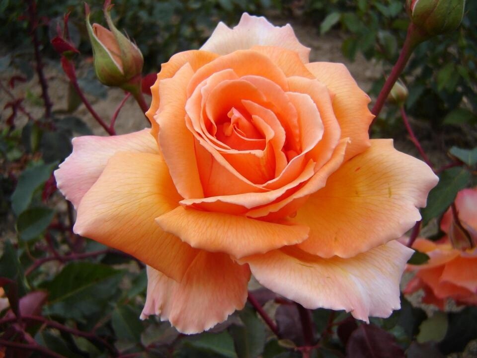 Rose Just Joey