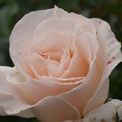 Rose French Lace