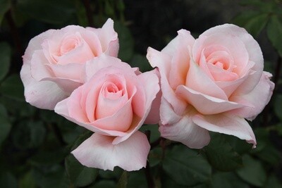 Rose Fond Memories