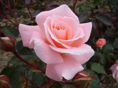 Rose Dear One