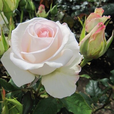 Rose Aorangi