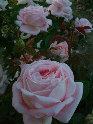 Rose Celebration
