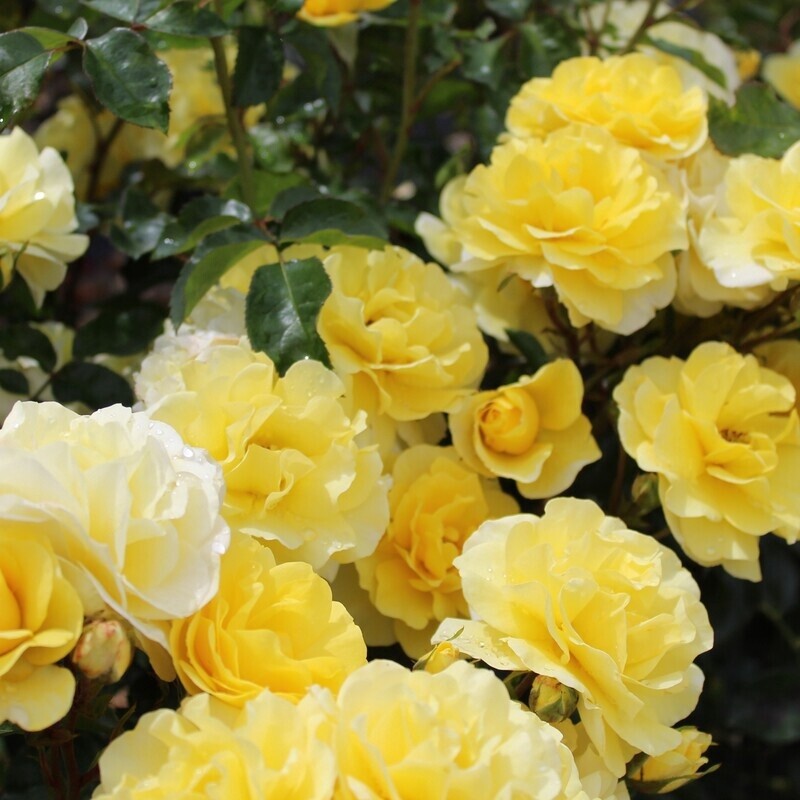 Rose Best Wishes