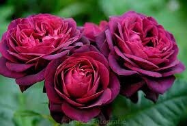 Rose Astrid Grafin Von Hardenberg