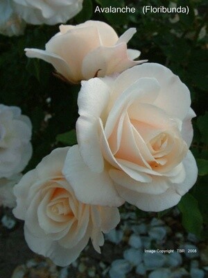 Rose Avalanche