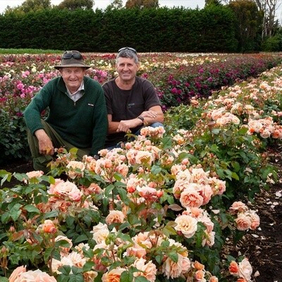 Rose A Gardeners Dream