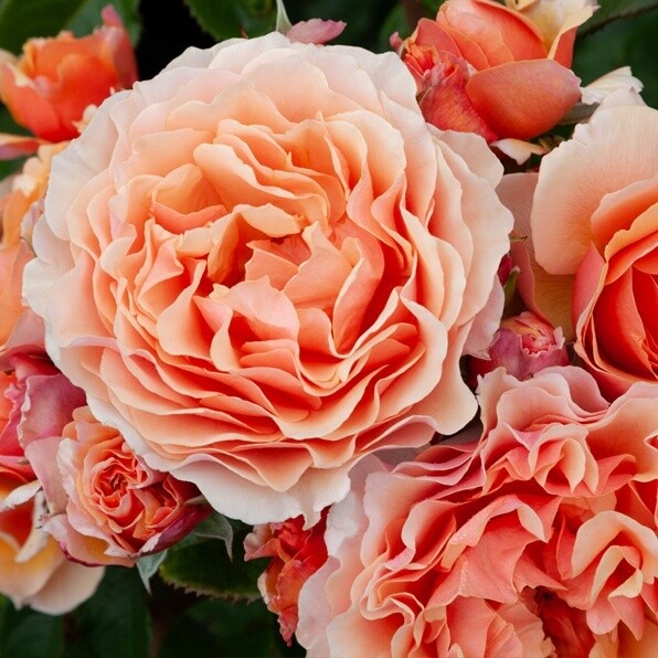 Rose A Gardeners Dream
