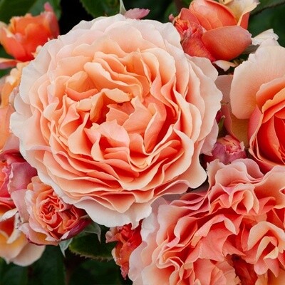 Rose A Gardeners Dream